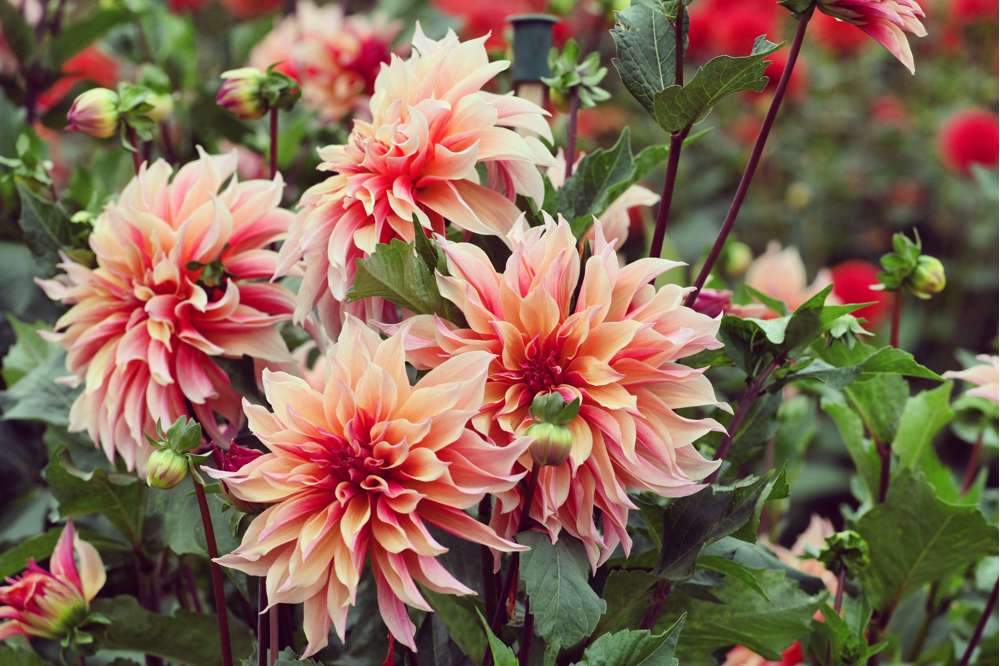 Dahlia 'Labyrinth'